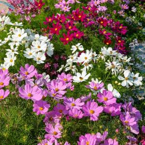 Cosmos Sensation Nain Varié